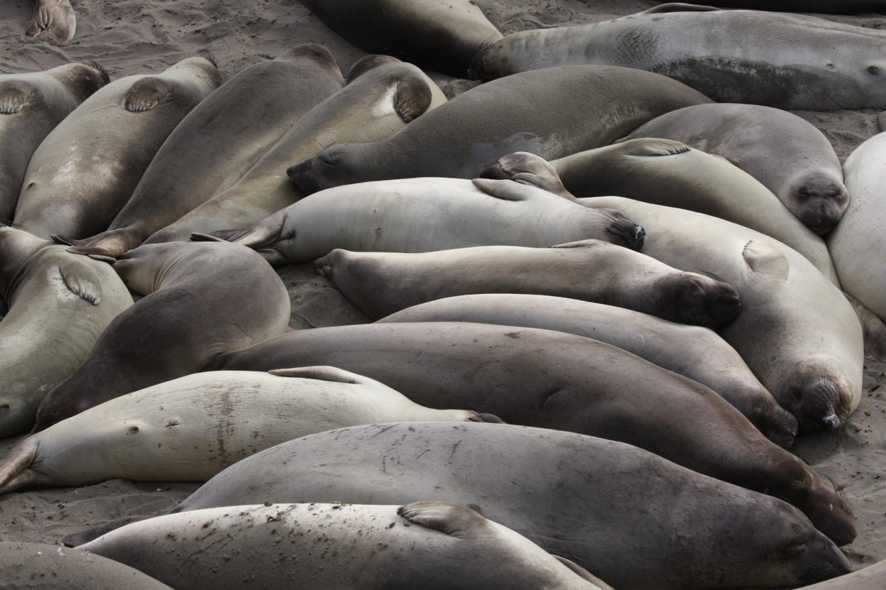 California wildlife: Elephant seals at San Simeon