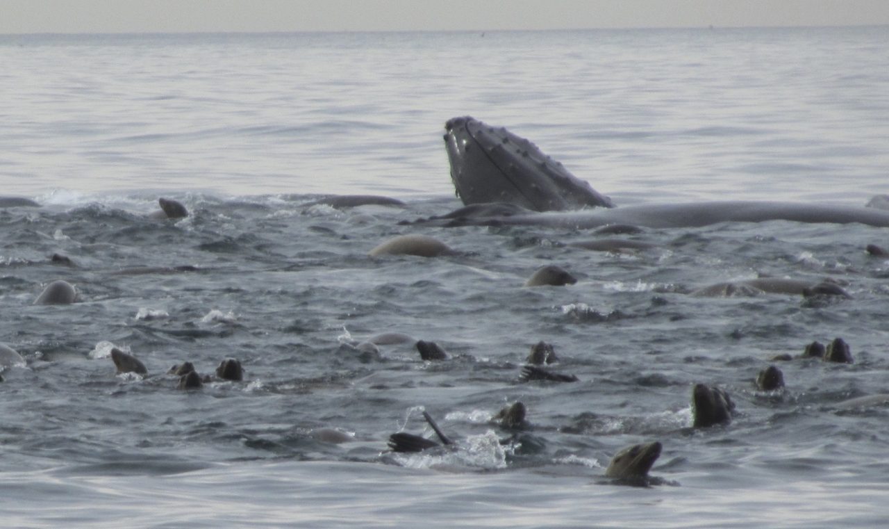 California wildlife: Humpback whale and sea-lions feeding