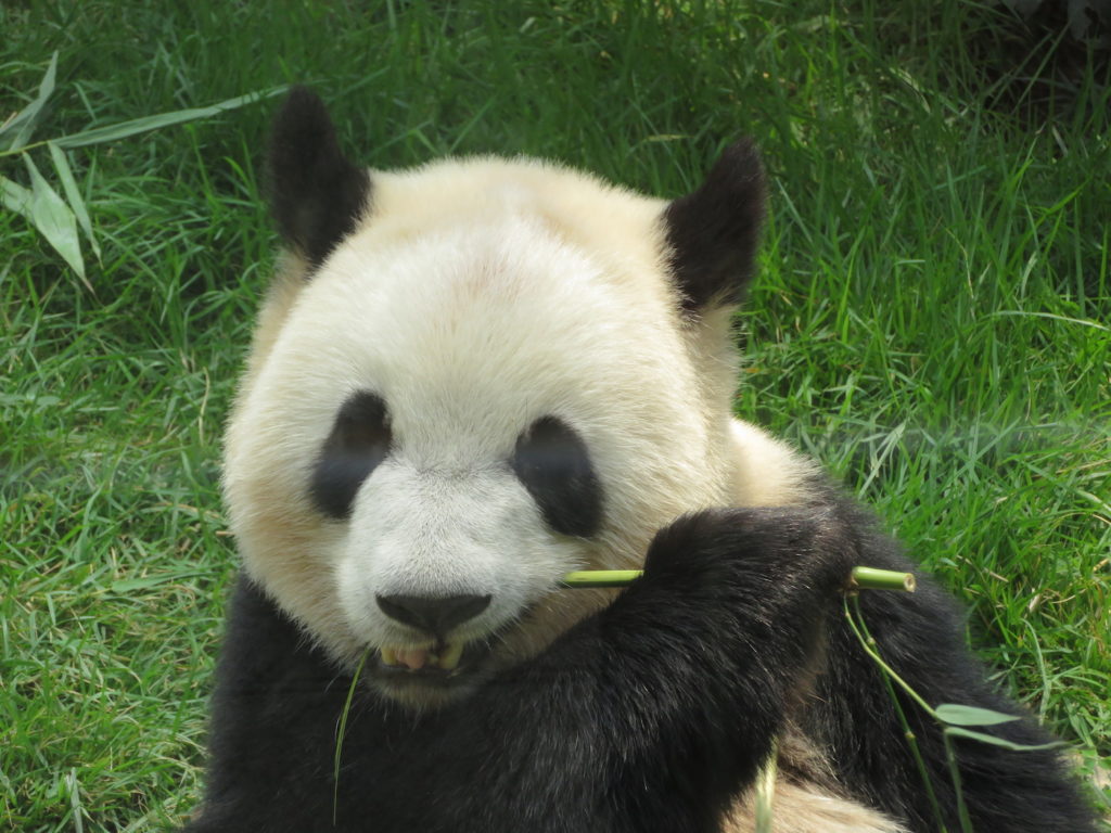Macau panda