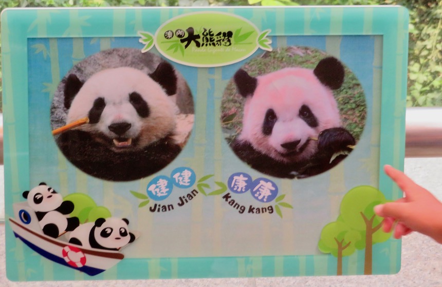 Giant panda: Details of the anim als