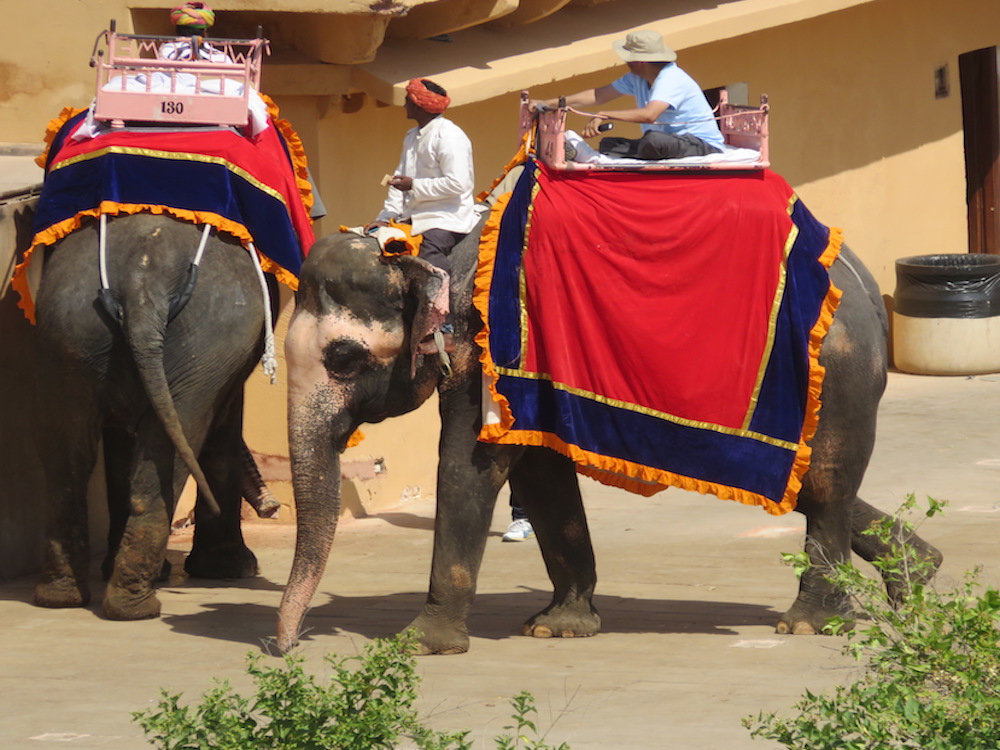 Elephant ride