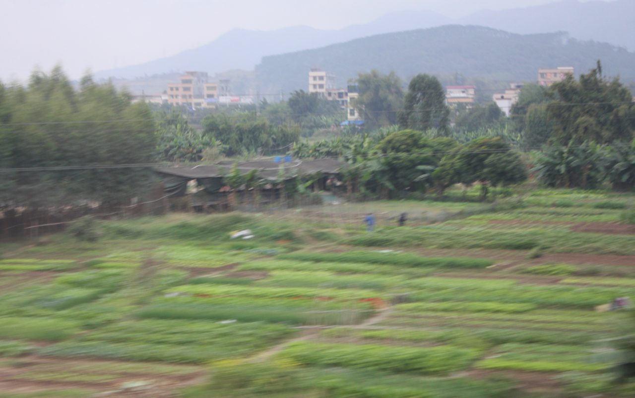 Taking a Slow Train from China: A blur of paddyfields