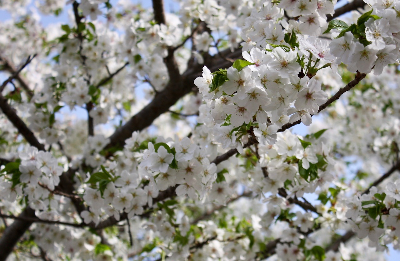 Cherry Blossom Season in Beijing – Join the Crowd | Afaranwide