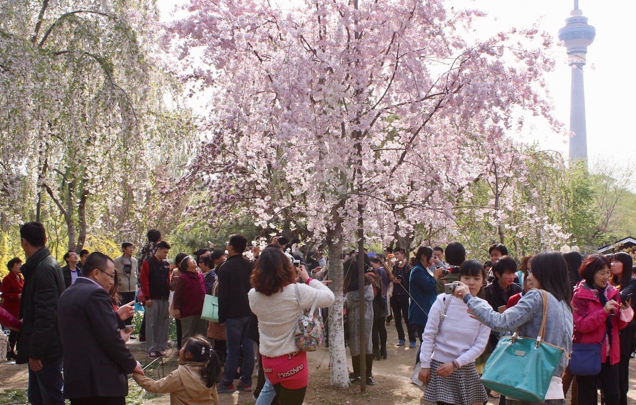 Cherry blossom