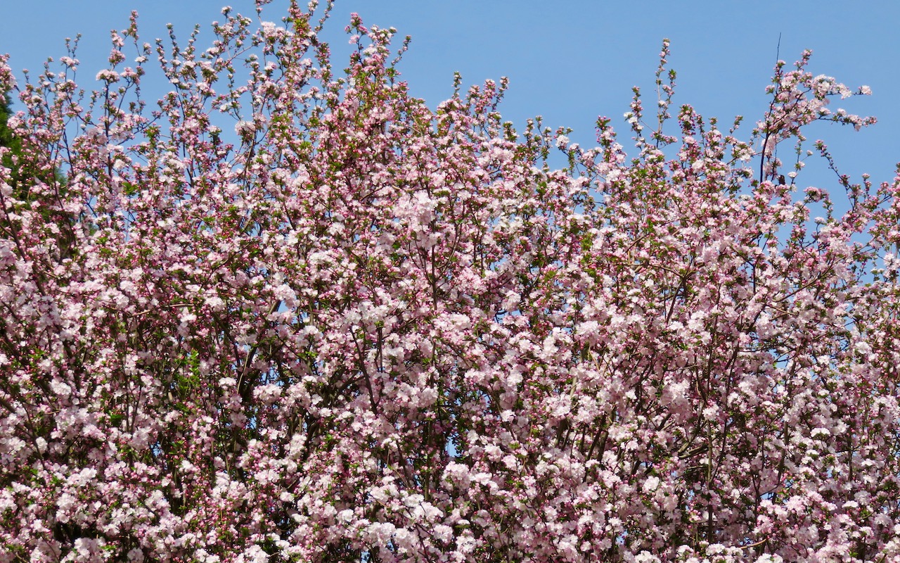 Cherry blossom season at Beijing's Yuyuantan Park