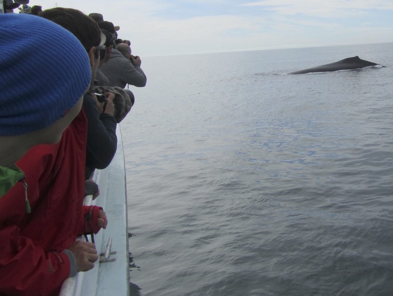 Whalewatching