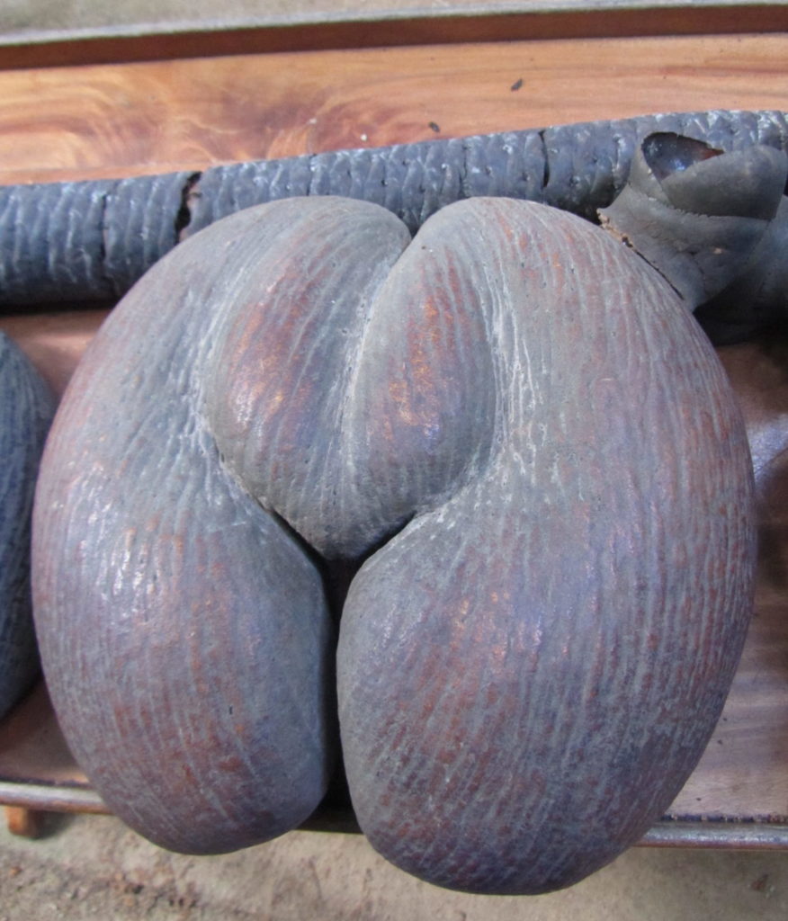 Coco de mer: Suggestive fruit