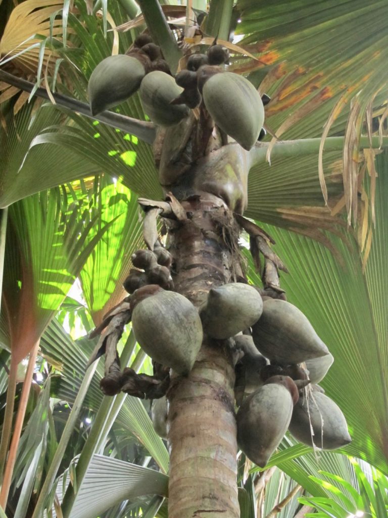 Coco de mer: On the tree