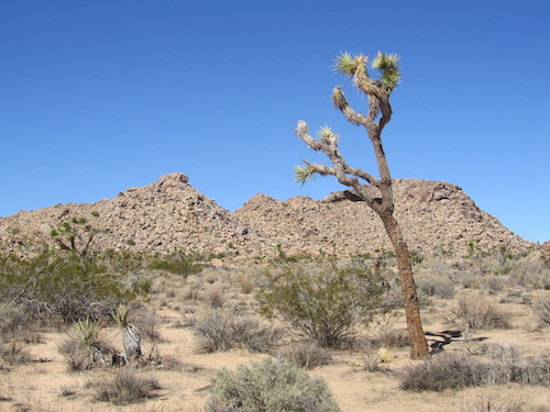 Joshua Tree National Park