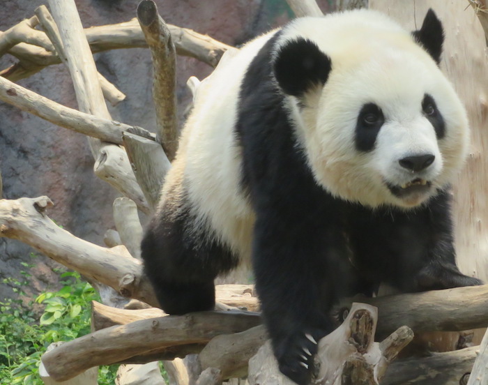 Macau panda