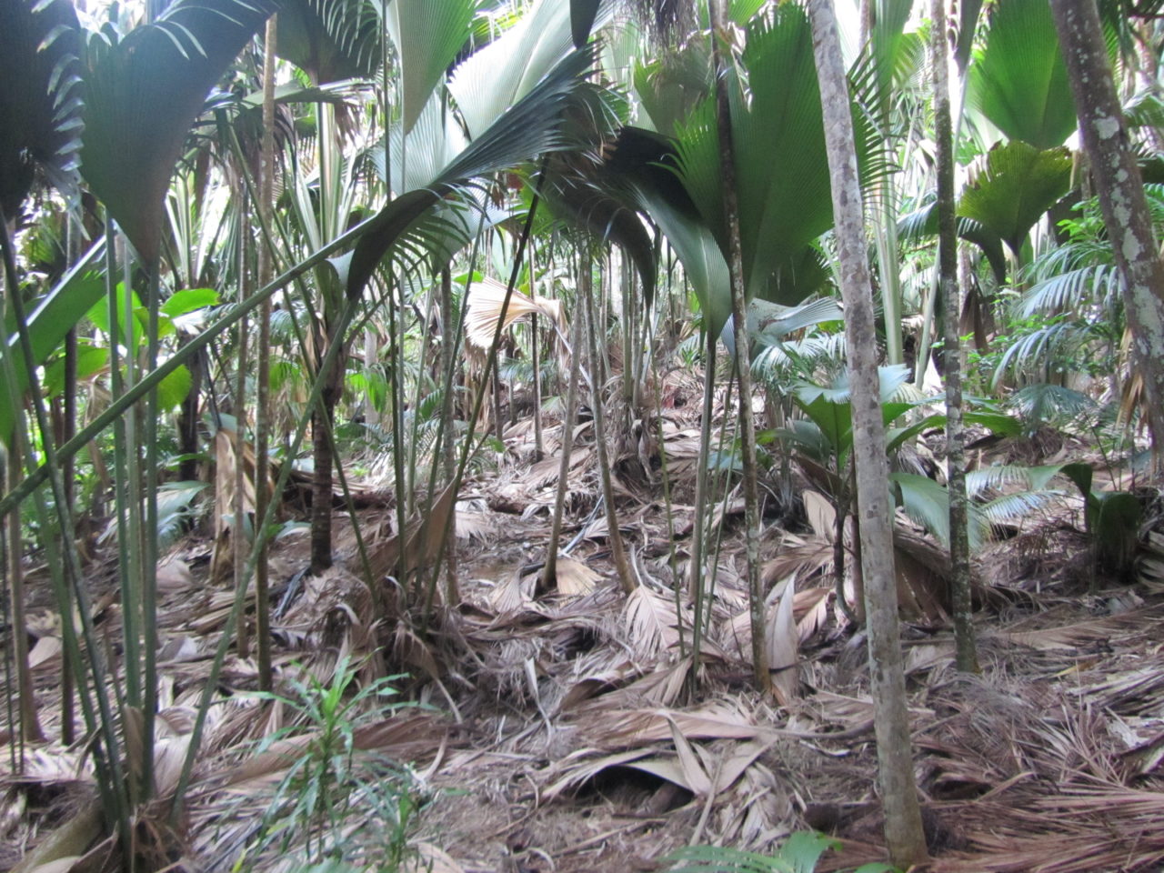 Coco de mer: Making mulch