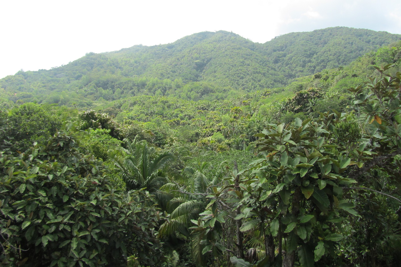 medier marxistisk befolkning Vallée de Mai - Praslin - Seychelles - Nature Reserve - Afaranwide