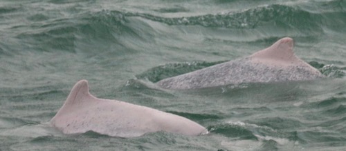 Pink dolphins