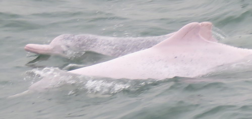 Pink dolphins