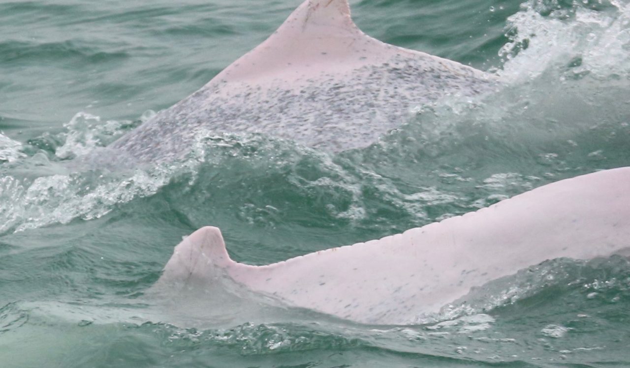 pink dolphins