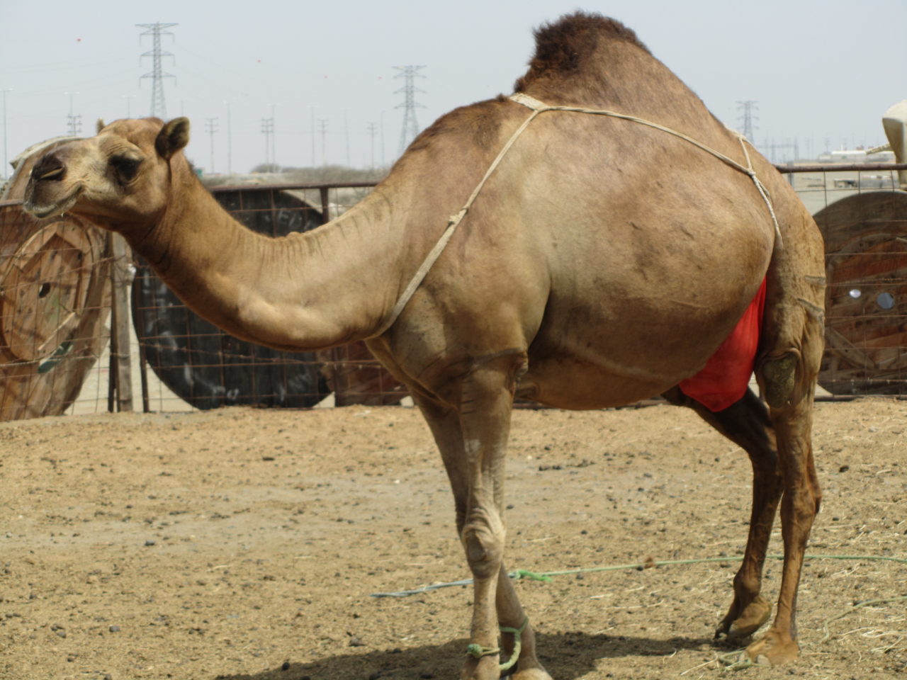 Camel Farm - Abdulaziz Festival - Saudi Arabia - Afaranwide