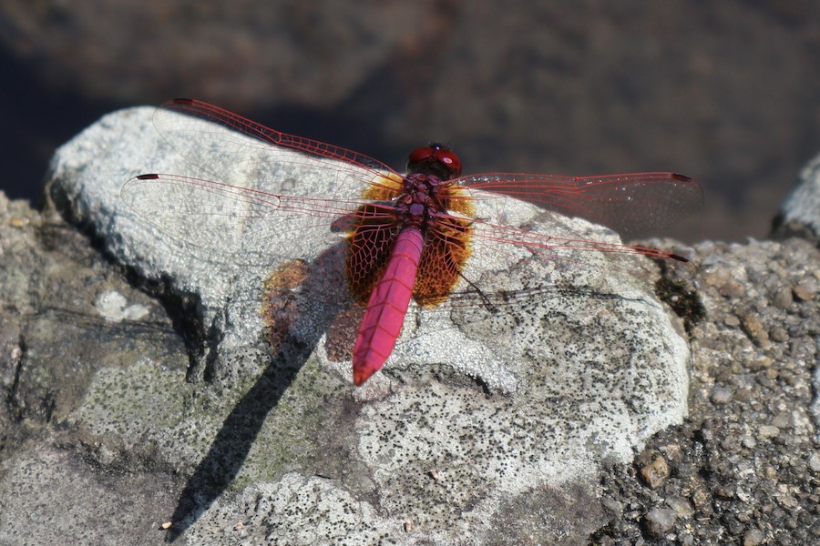 158 species of dragonfly live here