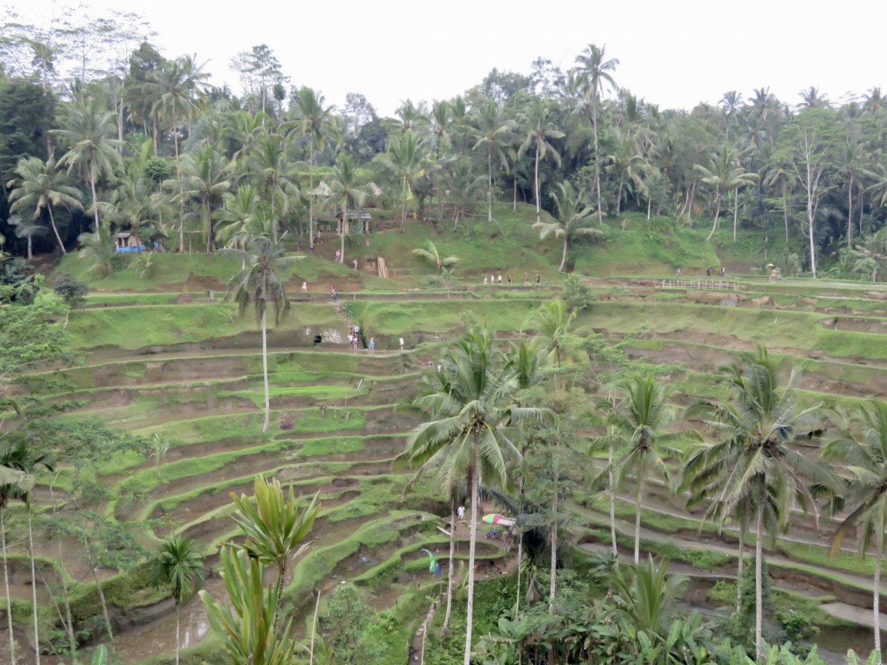 Terraced rice paddies at Tegalalang 
