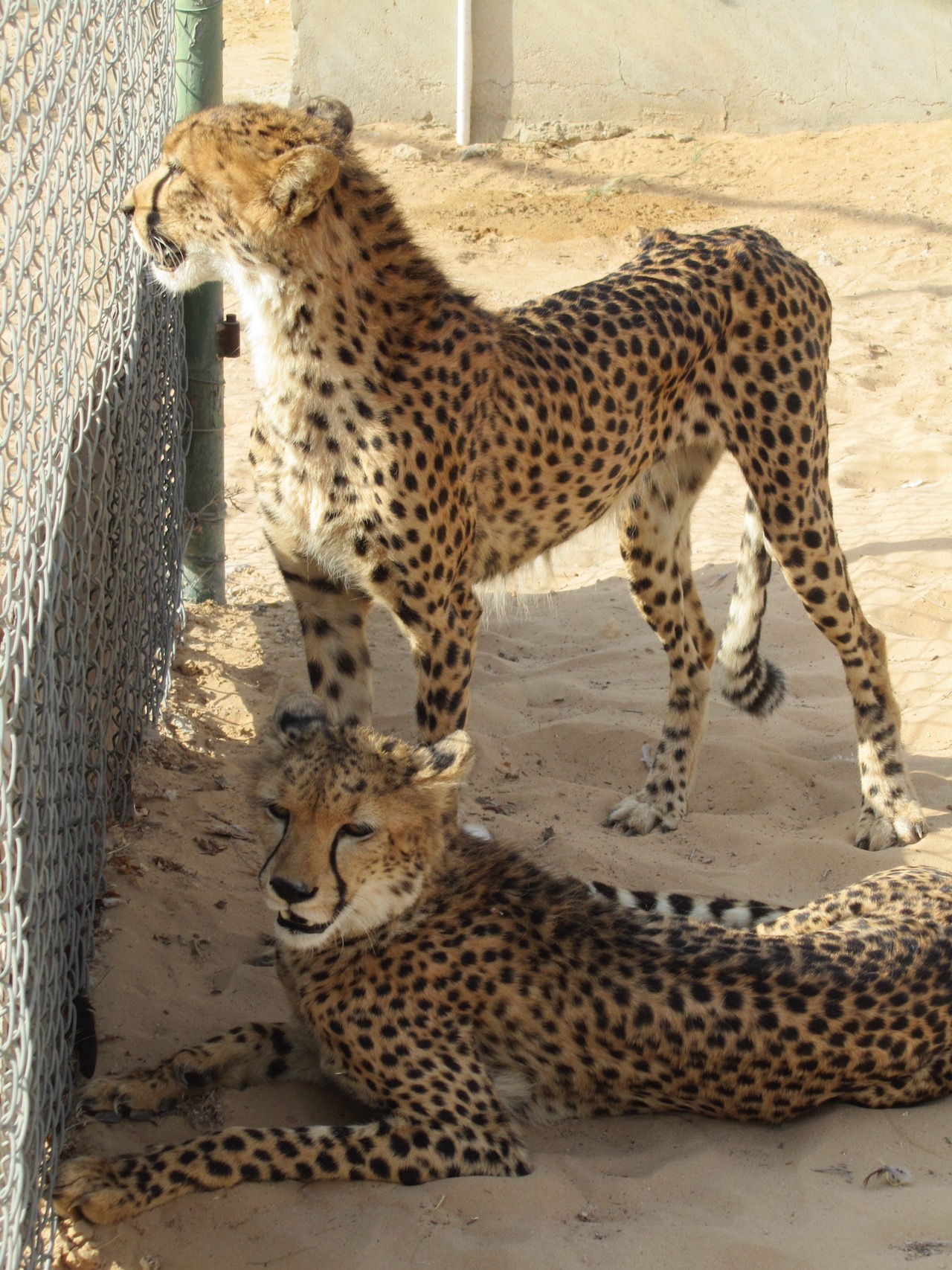 Dubai Sheikh's Private Zoo - Exclusive Visit - Big Cats - Afaranwide