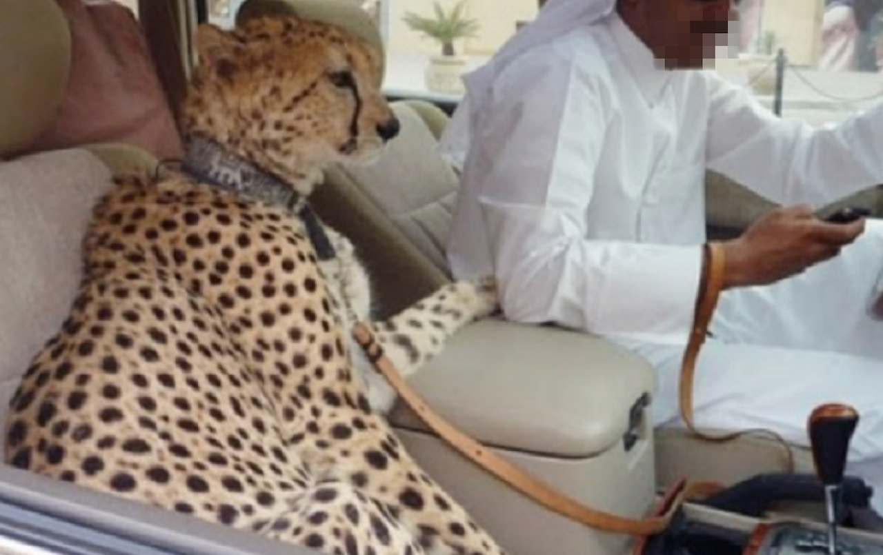 Cheetah in car