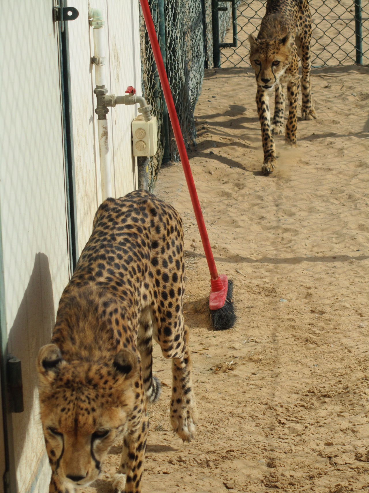 visit private zoo dubai