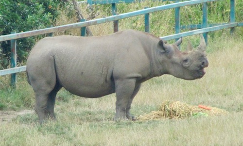 Howletts rhino