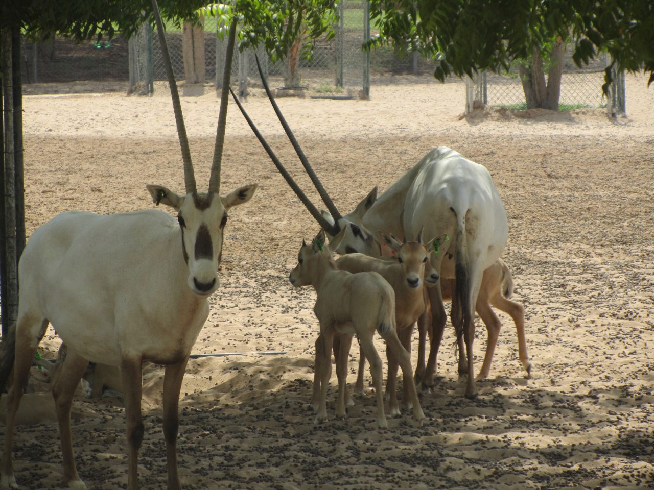 Arabia oryx