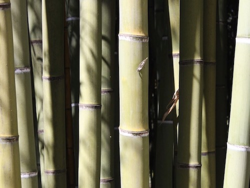 Bamboo