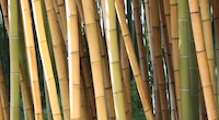 BambooREF