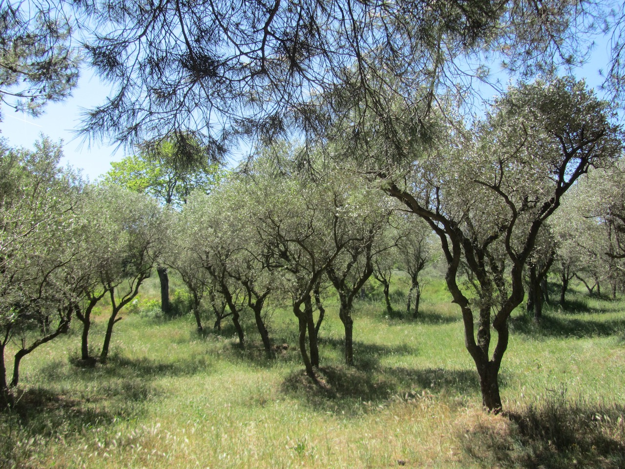 Olive grove painted by Van Gogh