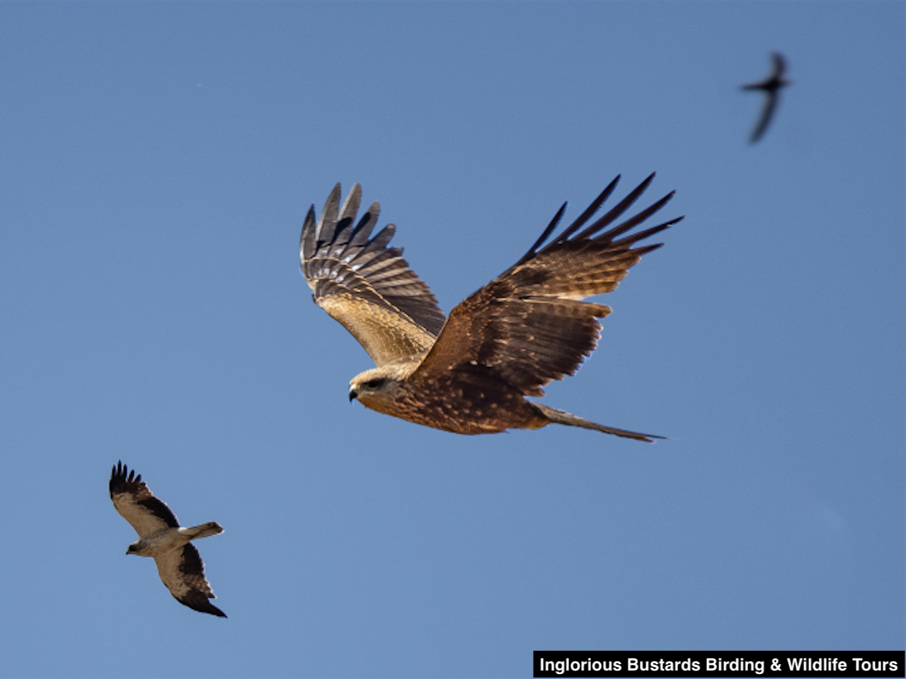 Ethical birding