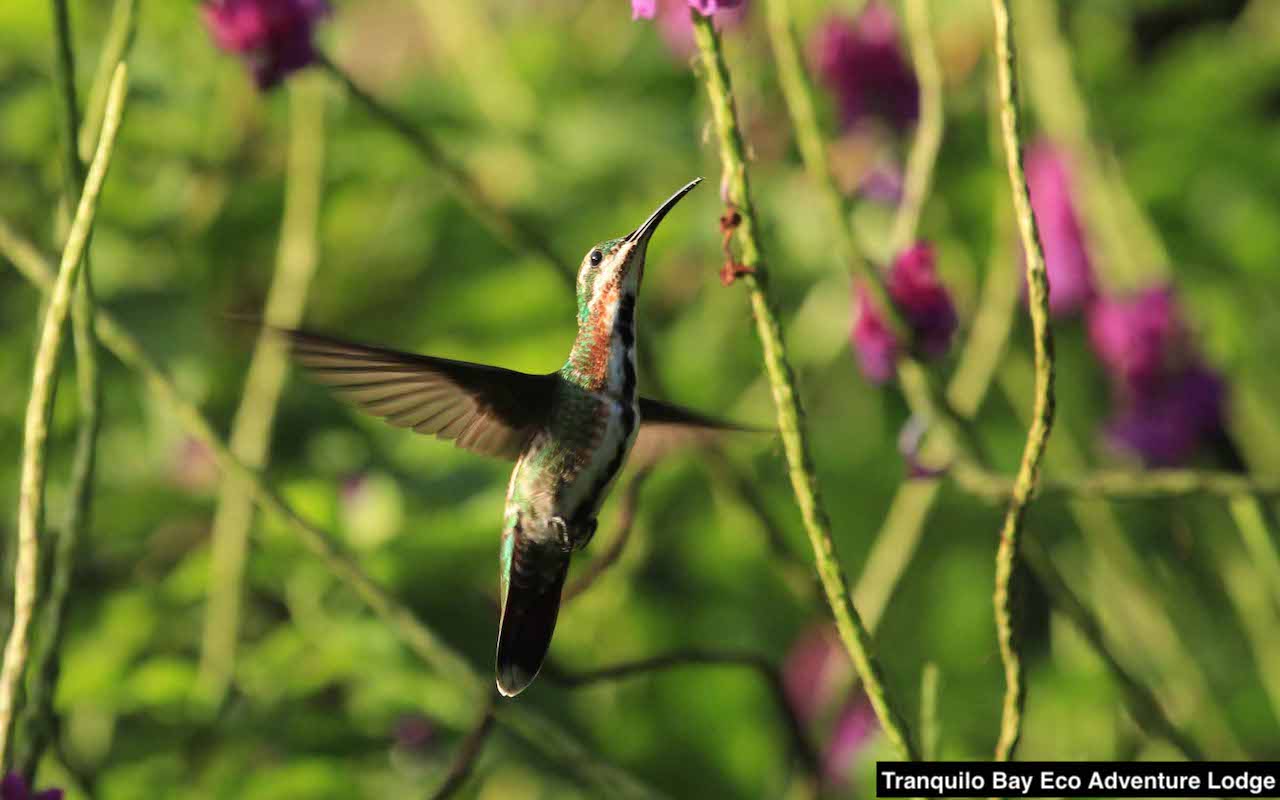 Ethical birding