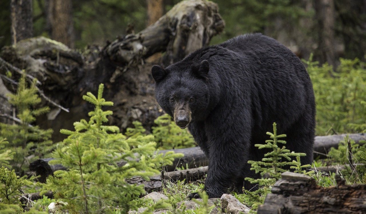 Mammoth Lakes Bears California Camping Afaranwide