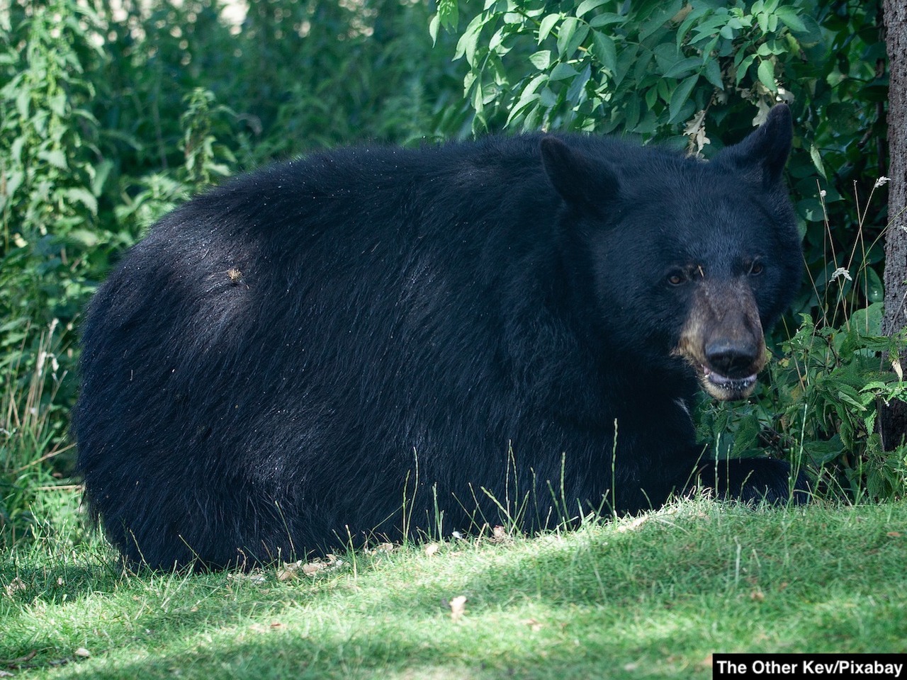 Mammoth Lakes Bears California Camping Afaranwide