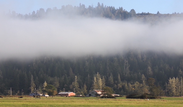 Mist-shrouded hillside