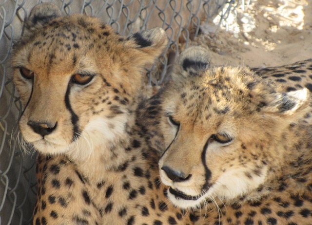 Cheetahs at Sheikh Hamdan'z zoo
