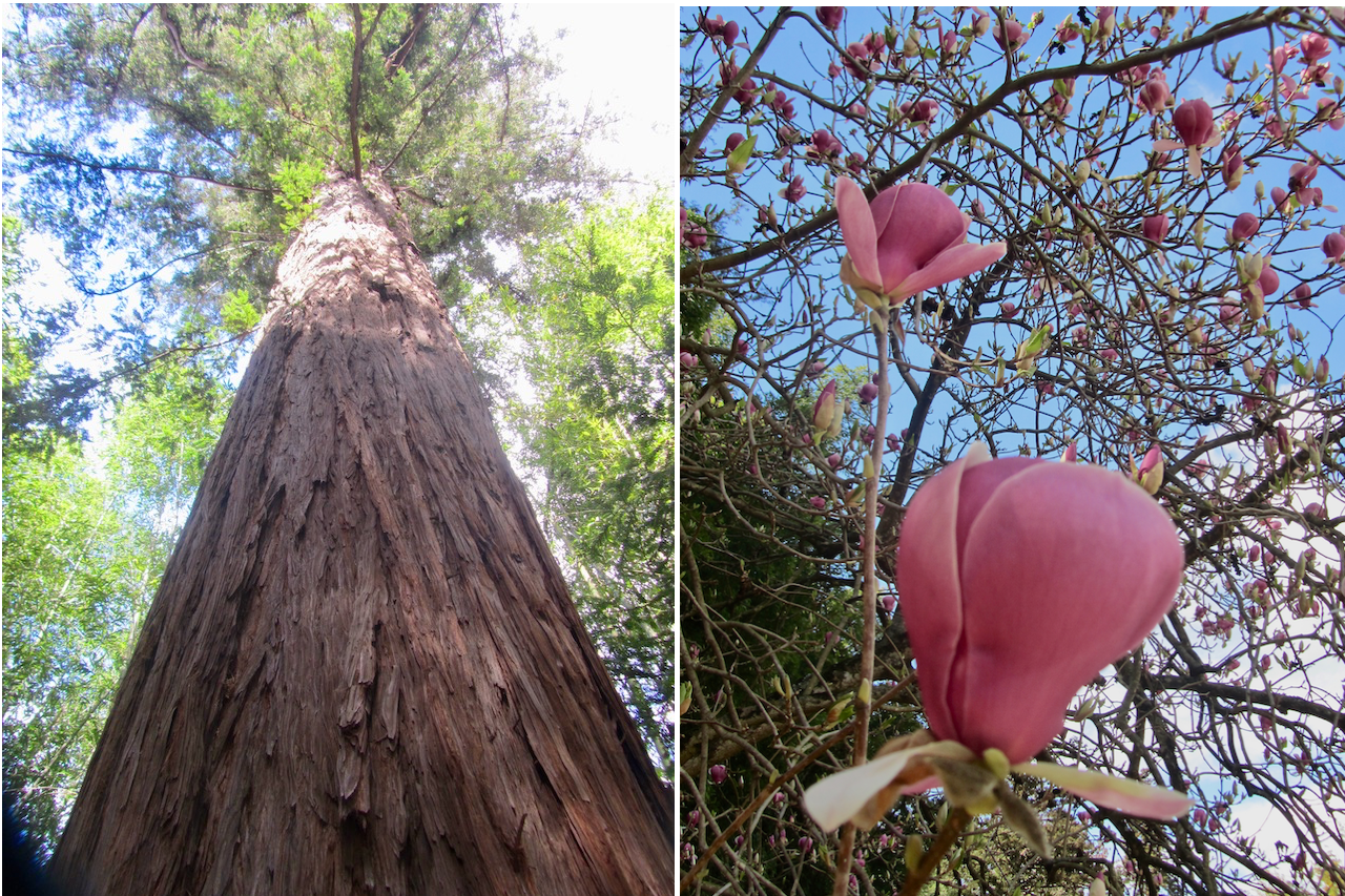 Giant redwood, and blossoms