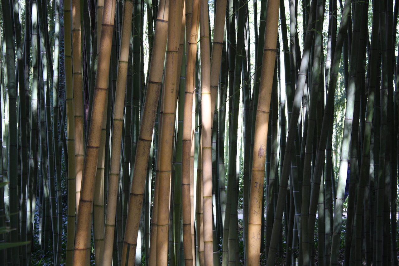 bambouseraie