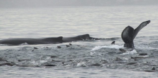 California wildlife: Humpback whales and sea-lions hunting