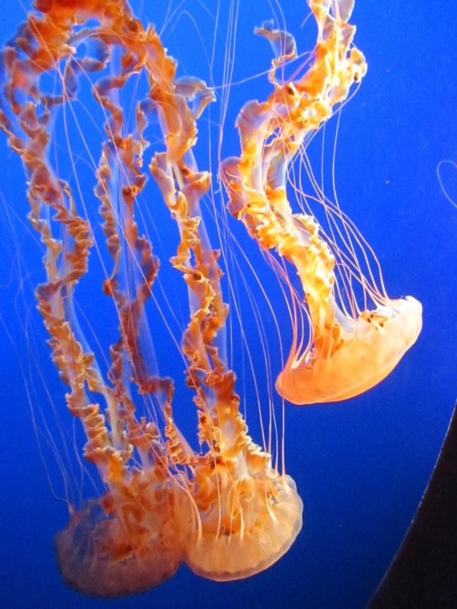 California wildlife: Jellyfish at Monterey Bay Aquarium