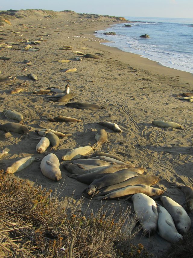 California wildlife: Elephant seals at San Simeon