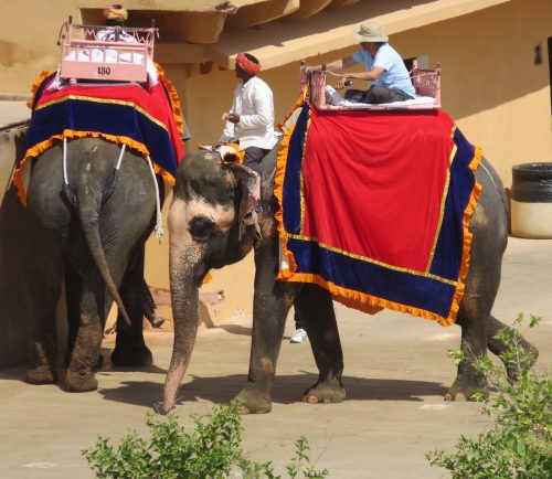 elephant cruelty