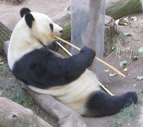 Giant panda at San Diego Zoo