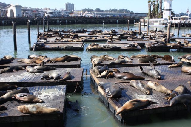California wildlife: Sea-lions in San Francisco