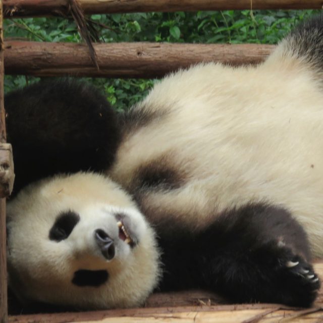 Macau pandas